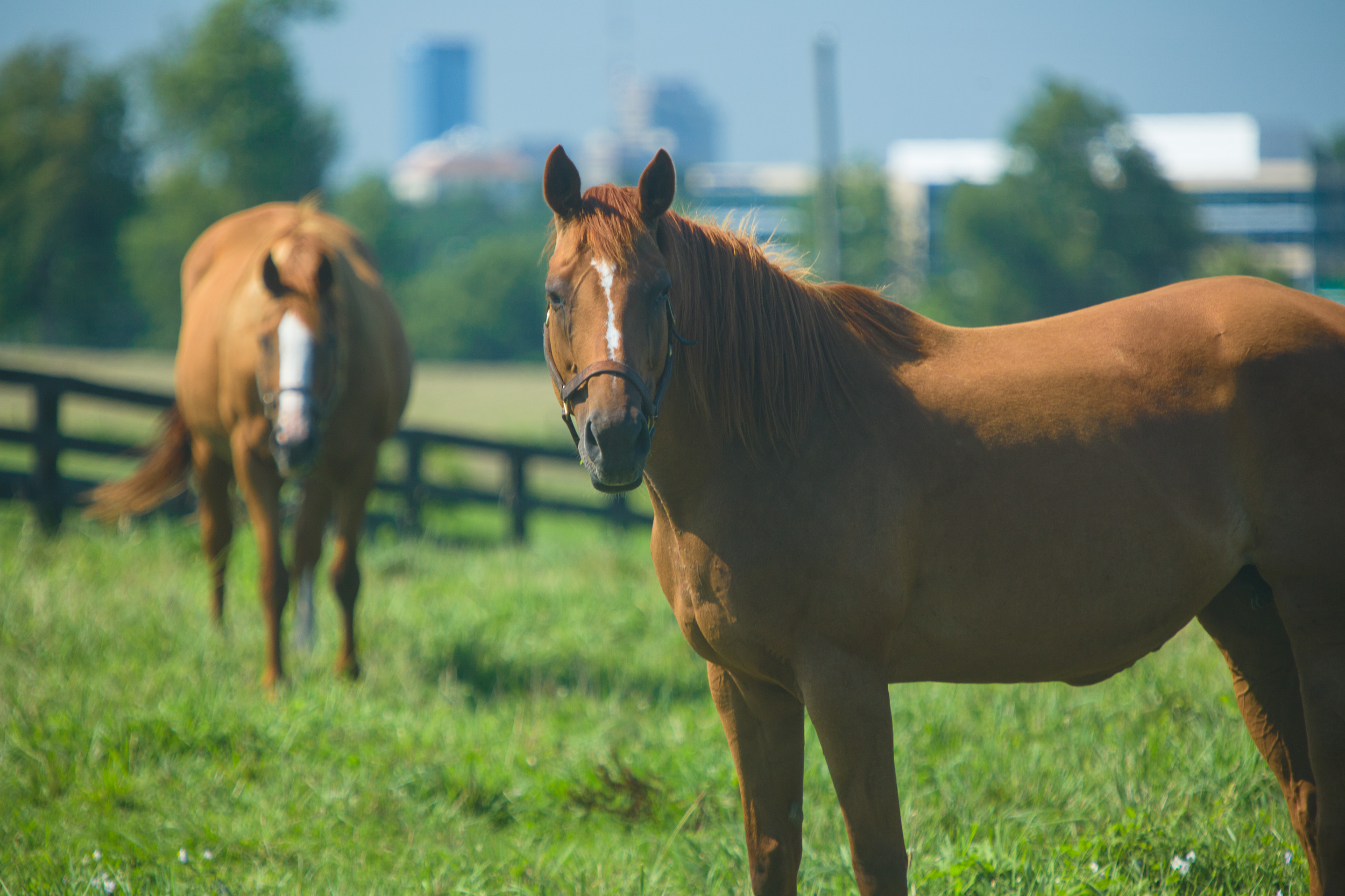 Horse in field
