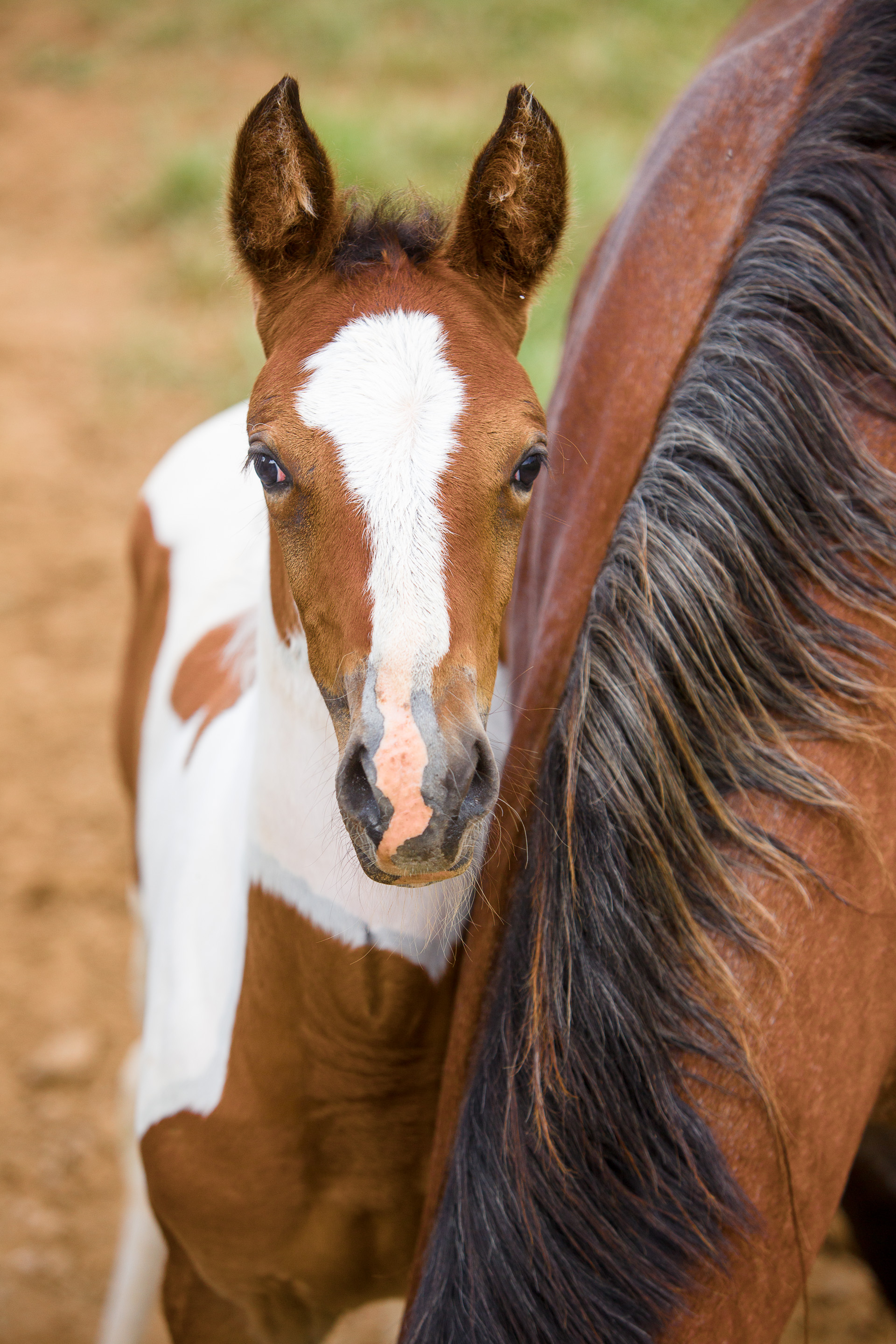 mare and foal