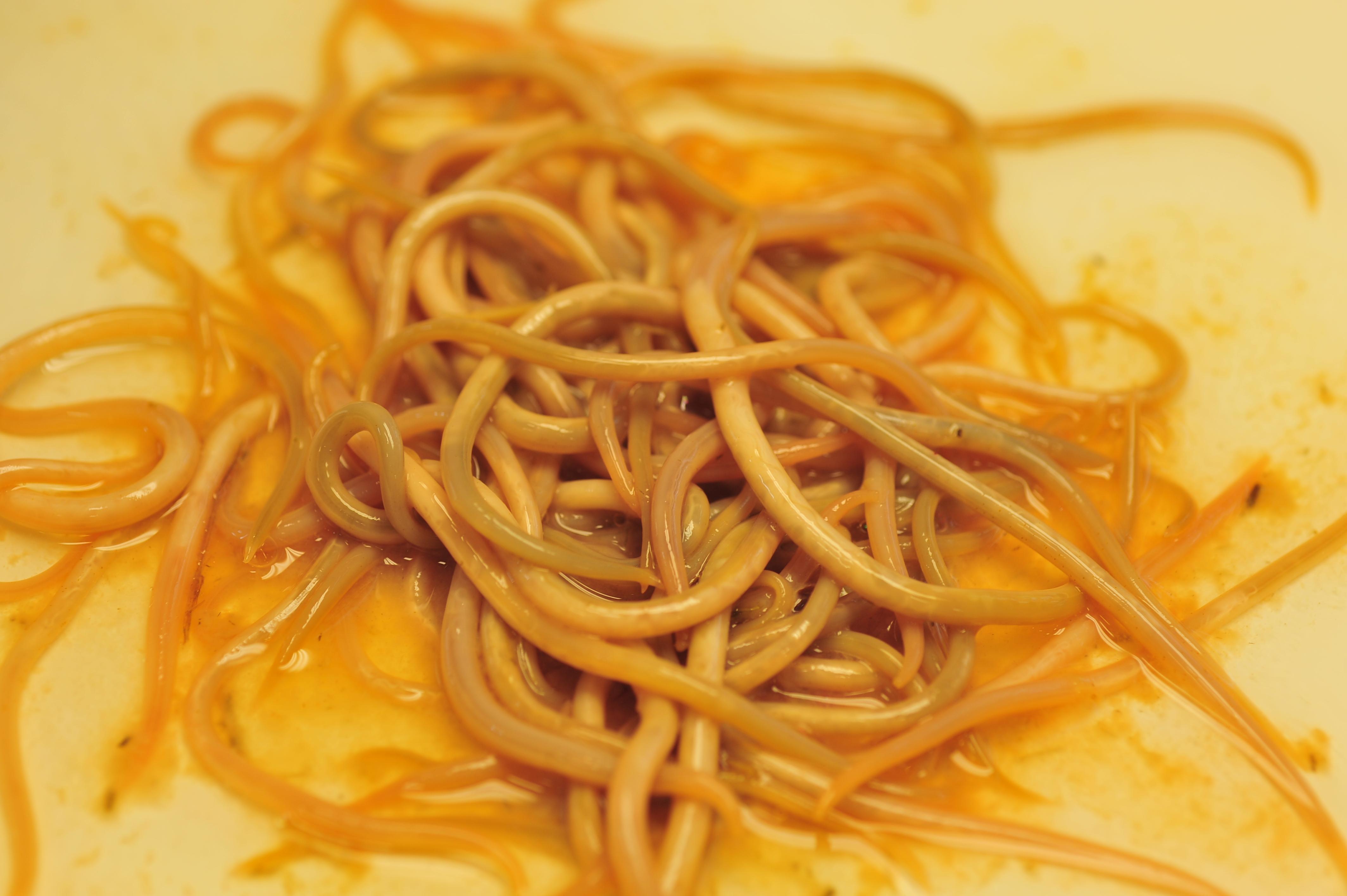 Roundworms