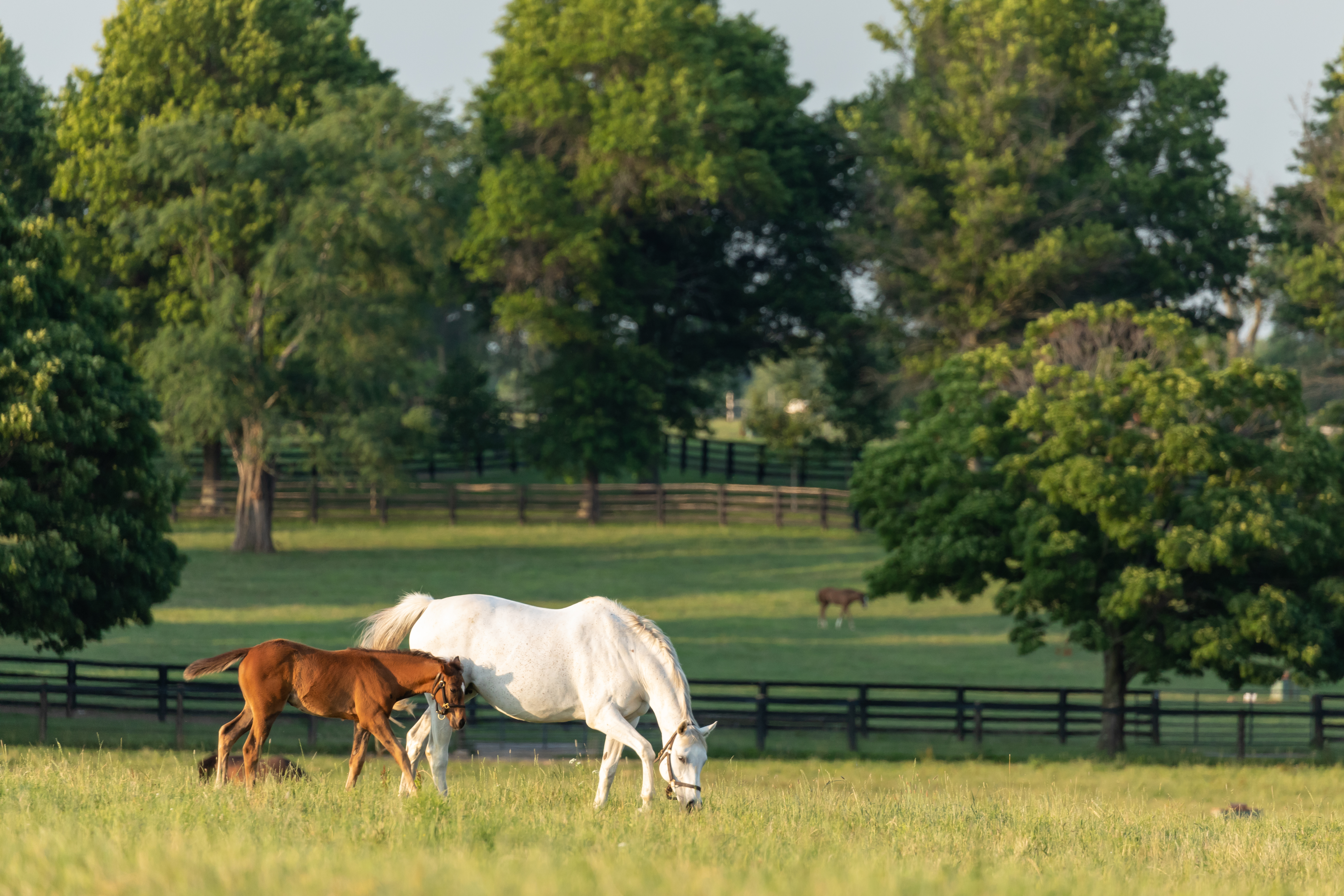 horses in field