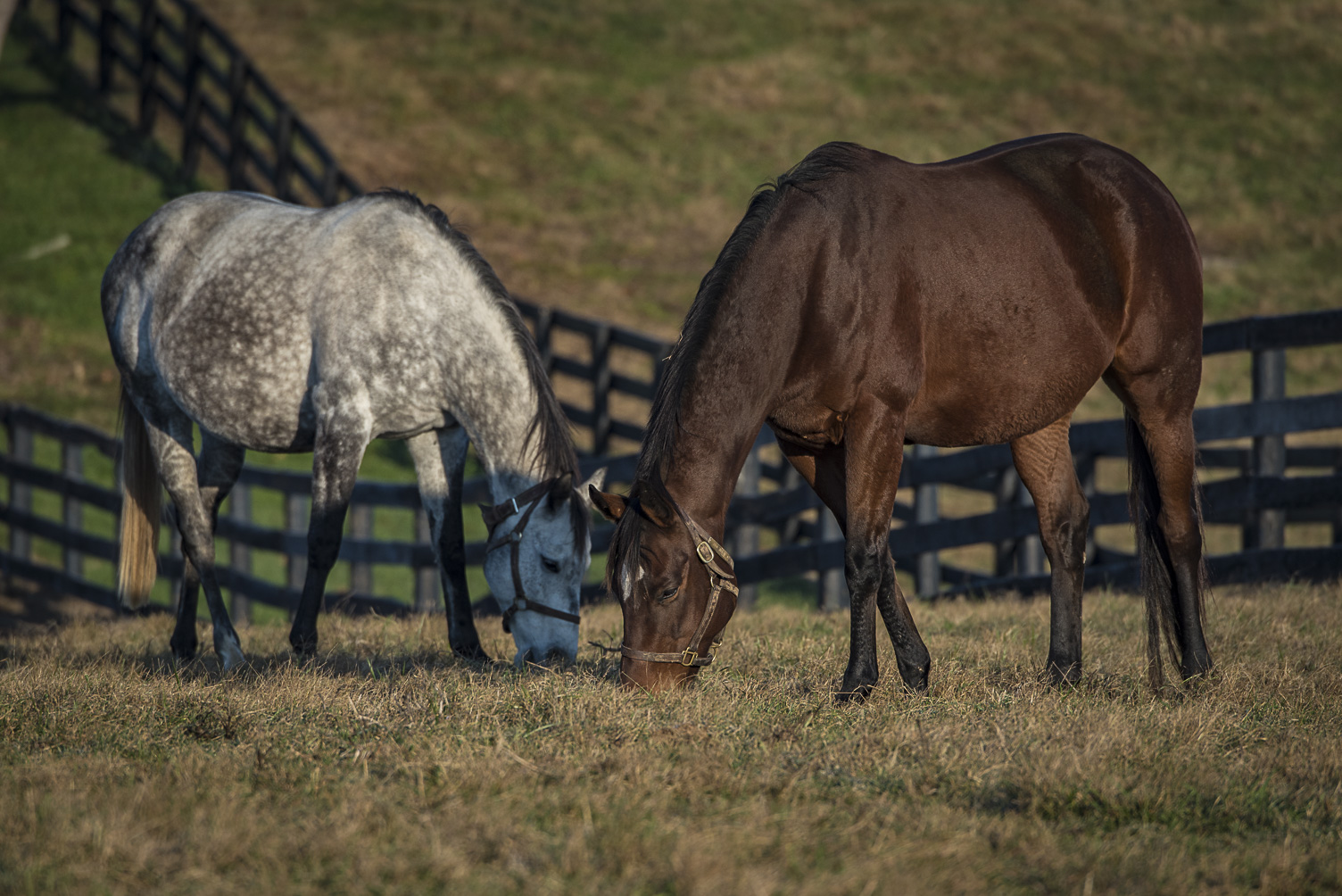horses grazing fall pastures