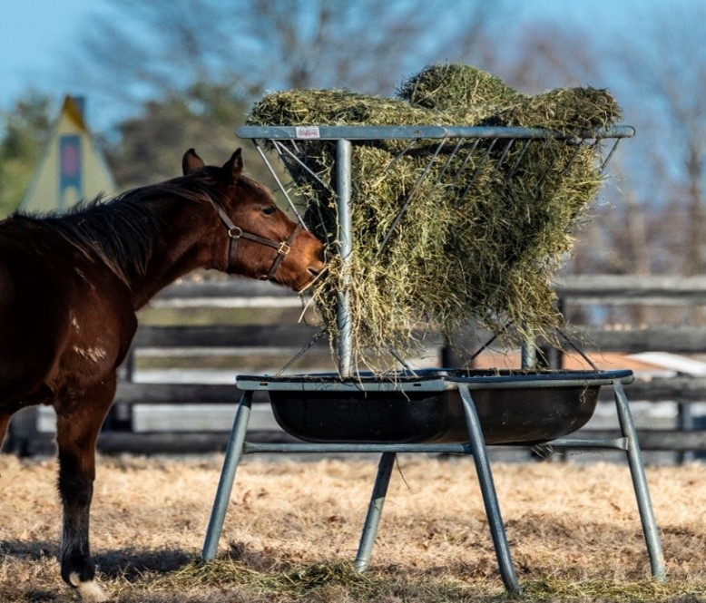 horse eating hay
