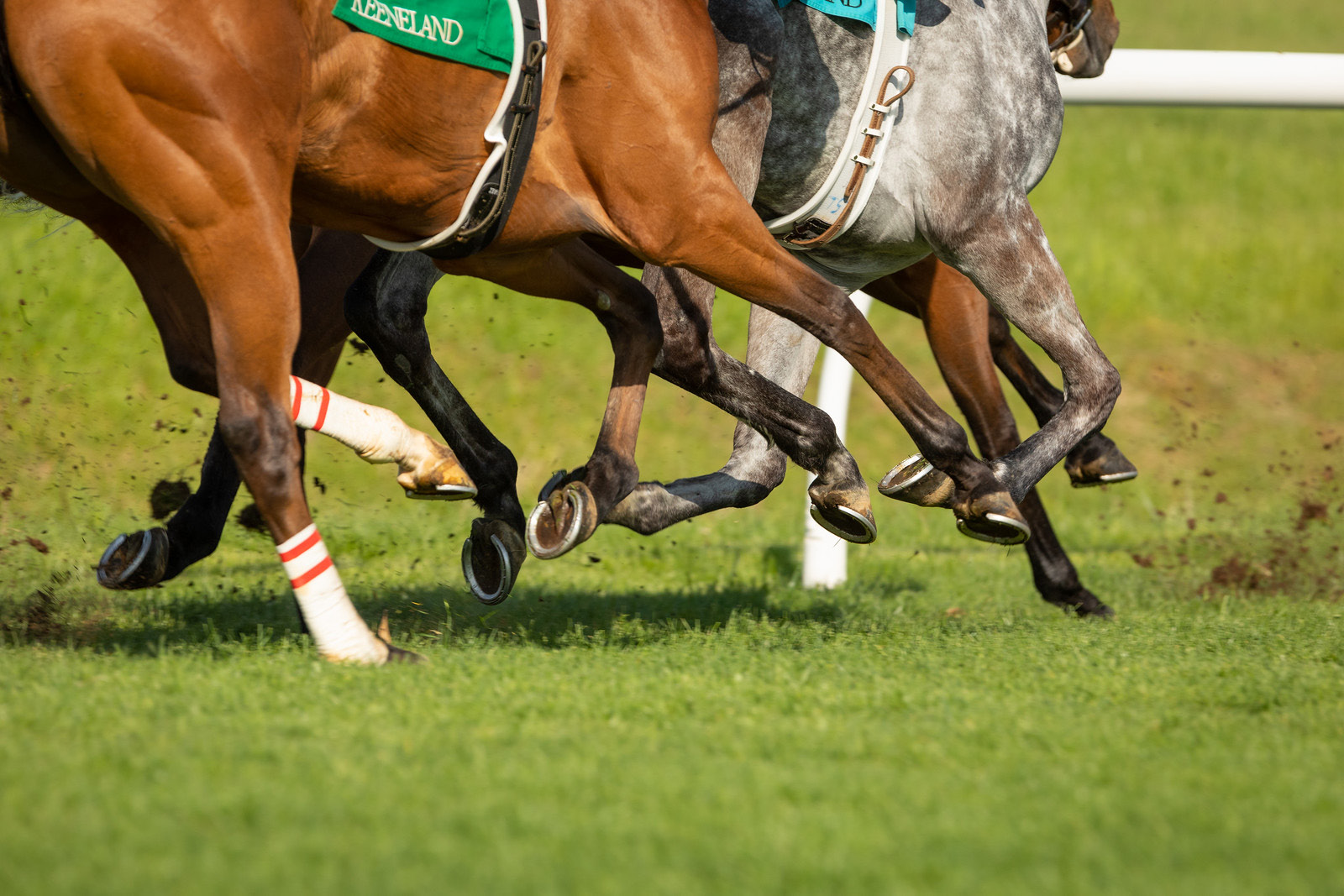 race horses on turf
