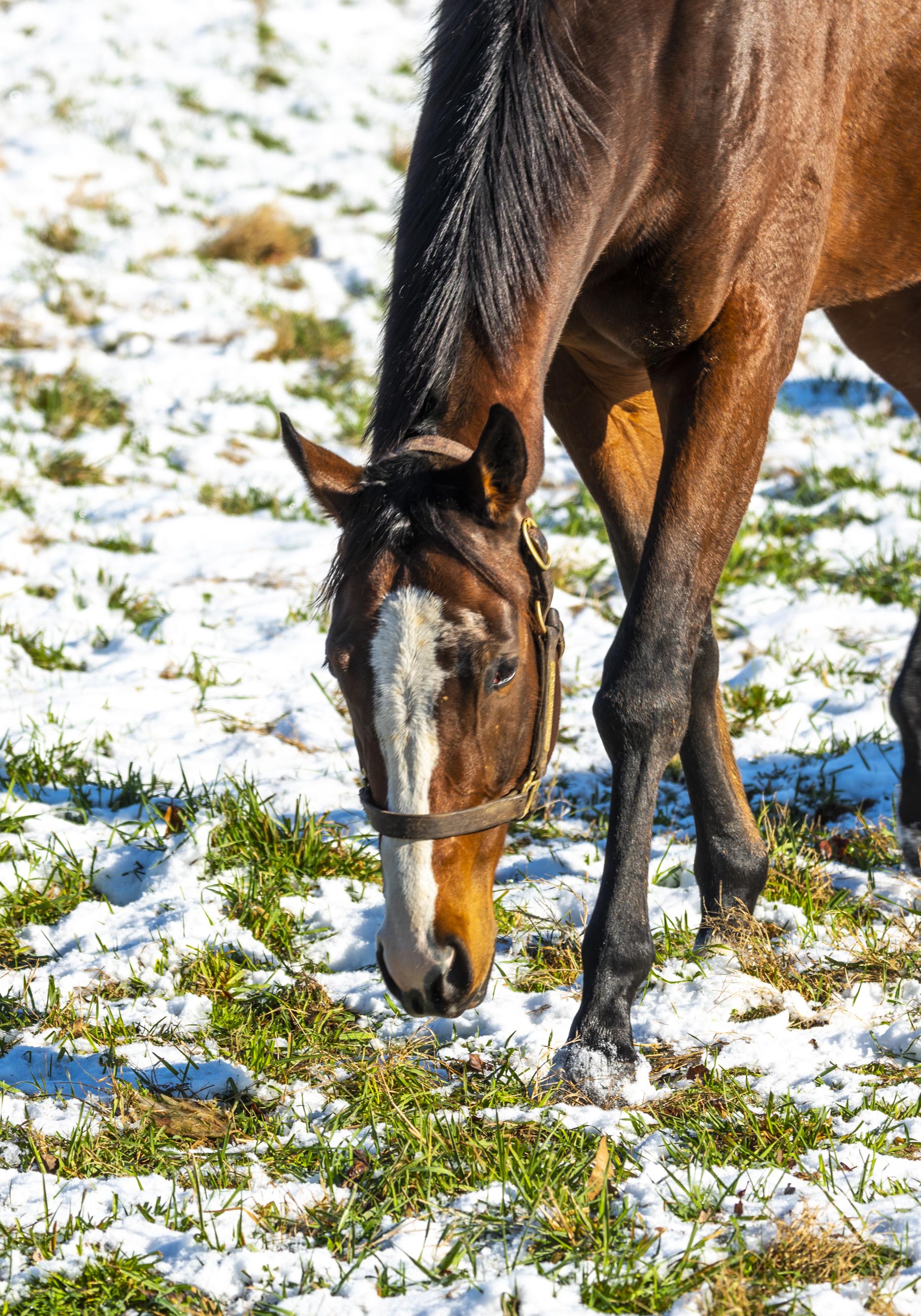 Mare grazing in a winter pasture